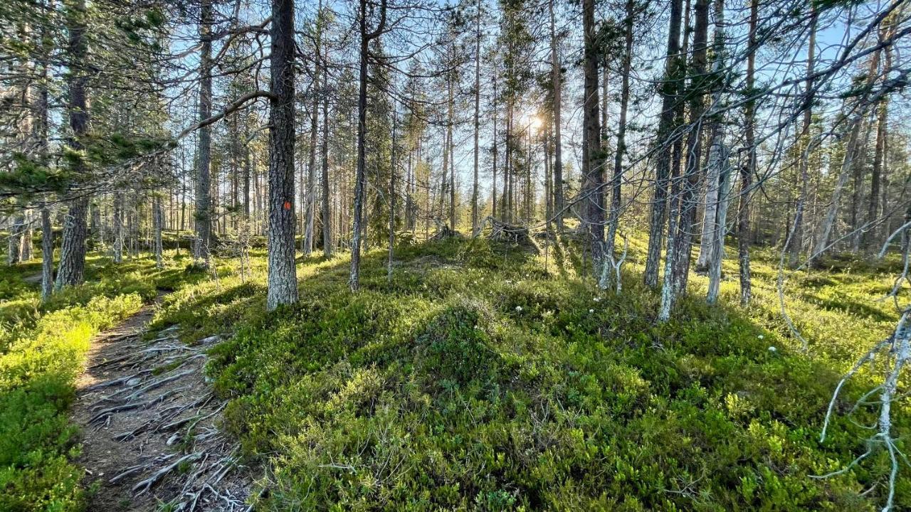 Lapiosalmi Wilderness Center 호텔 포시오 외부 사진